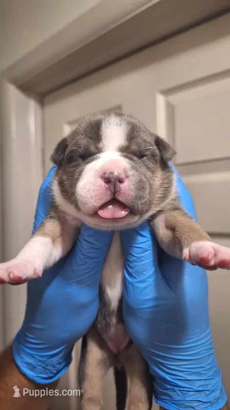Willow – American Bully puppy for sale in Chesapeake, VA