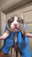Willow, a female American Bully for sale in Chesapeake, VA – Photo 1 of 10