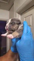 Willow, a female American Bully for sale in Chesapeake, VA – Photo 7 of 10