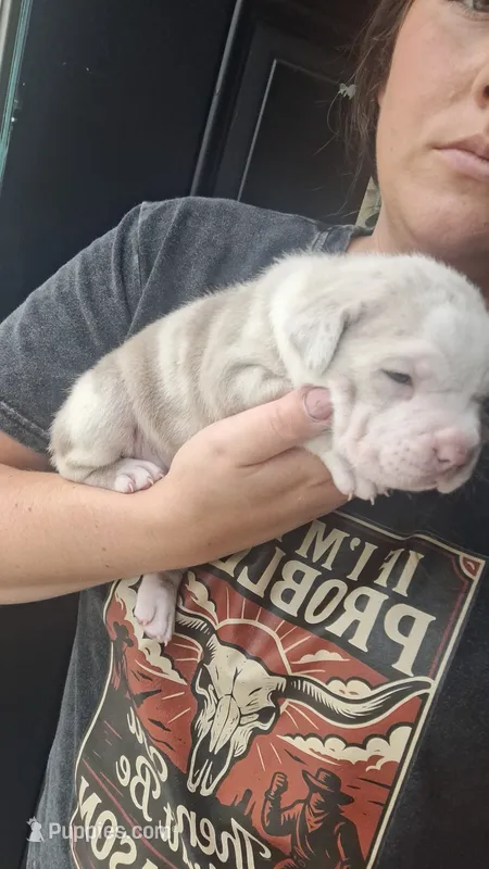 Honey – American Bully puppy for sale in Chesapeake, VA