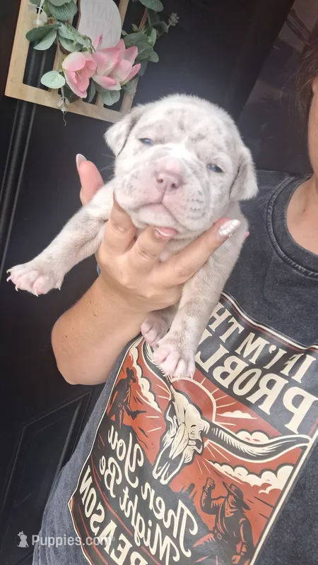 Beau – American Bully puppy for sale in Chesapeake, VA