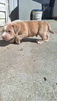 Rusty, a male American Bully for sale in Chesapeake, VA – 3 of 5