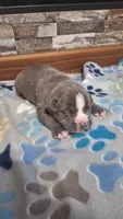 Bear, a male American Bully for sale in Chesapeake, VA – Photo 6 of 9