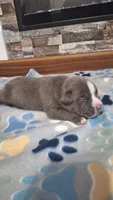 Bear, a male American Bully for sale in Chesapeake, VA – Photo 1 of 9