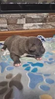 Bear, a male American Bully for sale in Chesapeake, VA – Photo 2 of 9