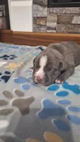 Bear, a male American Bully for sale in Chesapeake, VA – Photo 3 of 9