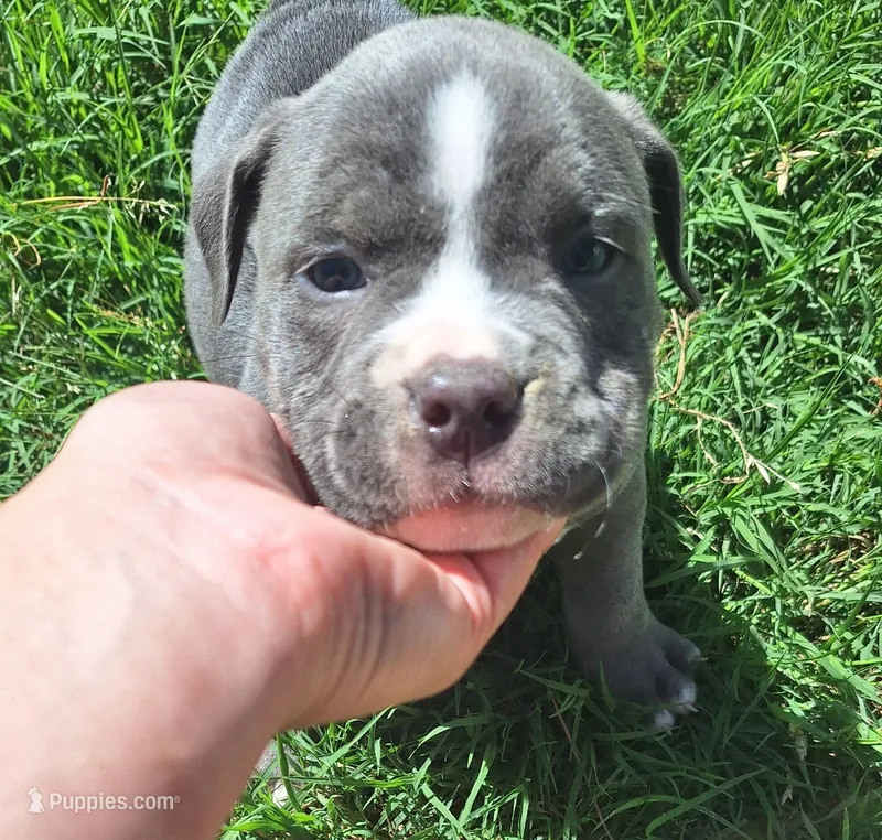 Valor – American Bully puppy for sale in Chesapeake, VA