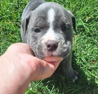 Valor, a male American Bully for sale in Chesapeake, VA – 1 of 6