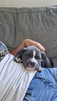 Valor, a male American Bully for sale in Chesapeake, VA – 2 of 6