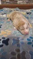 Rusty, a male American Bully for sale in Chesapeake, VA – Photo 6 of 10