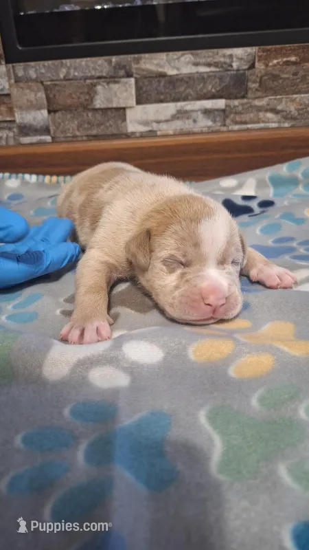 Rusty – American Bully puppy for sale in Chesapeake, VA