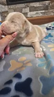 Rusty, a male American Bully for sale in Chesapeake, VA – Photo 4 of 10
