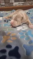 Rusty, a male American Bully for sale in Chesapeake, VA – Photo 3 of 10