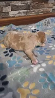 Rusty, a male American Bully for sale in Chesapeake, VA – Photo 7 of 10