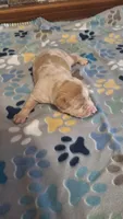 Rusty, a male American Bully for sale in Chesapeake, VA – Photo 8 of 10