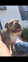 Athena, a female American Bully for sale in Chesapeake, VA – 6 of 8