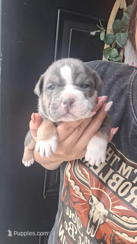 Willow – American Bully puppy for sale in Chesapeake, VA