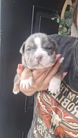 Willow, a female American Bully for sale in Chesapeake, VA – 2 of 6