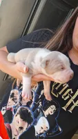 Lilly, a female American Bully for sale in Chesapeake, VA – 4 of 8