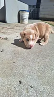 Rusty, a male American Bully for sale in Chesapeake, VA – 2 of 5