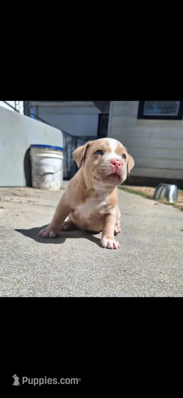 Rusty – American Bully puppy for sale in Chesapeake, VA