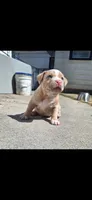 Rusty, a male American Bully for sale in Chesapeake, VA – 1 of 5