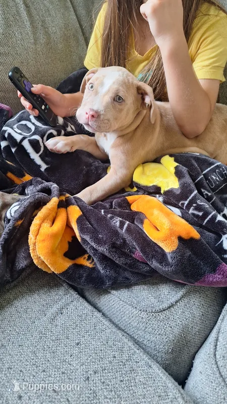 Rusty – American Bully puppy for sale in Chesapeake, VA