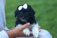 OWEN, a male Havapoo for sale in Baltic, OH – 4 of 10