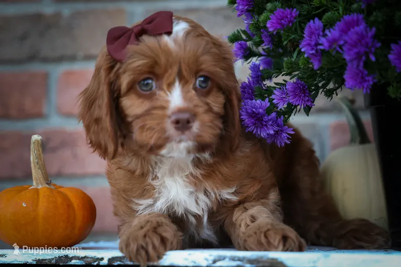 CHARLIE – Cavapoo puppy for sale in Baltic, OH