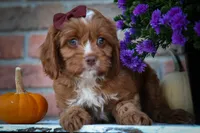 CHARLIE, a male Cavapoo for sale in Baltic, OH – 1 of 10