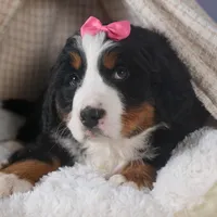 HANNAH, a female Bernese Mountain Dog for sale in Baltic, OH – Photo 4 of 10