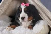 HANNAH, a female Bernese Mountain Dog for sale in Baltic, OH – Photo 4 of 10