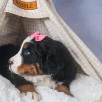 HANNAH, a female Bernese Mountain Dog for sale in Baltic, OH – Photo 3 of 10