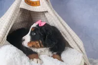 HANNAH, a female Bernese Mountain Dog for sale in Baltic, OH – Photo 3 of 10
