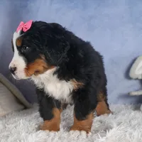 HANNAH, a female Bernese Mountain Dog for sale in Baltic, OH – Photo 2 of 10
