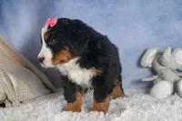 HANNAH, a female Bernese Mountain Dog for sale in Baltic, OH – Photo 2 of 10