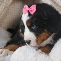 HANNAH, a female Bernese Mountain Dog for sale in Baltic, OH – Photo 9 of 10