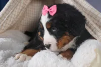 HANNAH, a female Bernese Mountain Dog for sale in Baltic, OH – Photo 9 of 10
