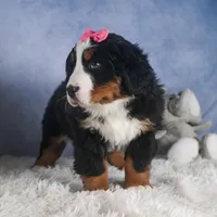 HANNAH, a female Bernese Mountain Dog for sale in Baltic, OH – Photo 7 of 10