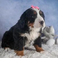 HANNAH, a female Bernese Mountain Dog for sale in Baltic, OH – Photo 1 of 10