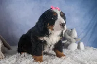 HANNAH, a female Bernese Mountain Dog for sale in Baltic, OH – Photo 1 of 10