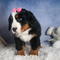 HANNAH, a female Bernese Mountain Dog for sale in Baltic, OH – Photo 8 of 10