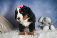 HANNAH, a female Bernese Mountain Dog for sale in Baltic, OH – Photo 8 of 10