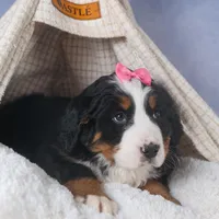 HANNAH, a female Bernese Mountain Dog for sale in Baltic, OH – Photo 6 of 10