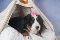 HANNAH, a female Bernese Mountain Dog for sale in Baltic, OH – Photo 6 of 10