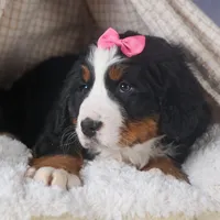 HANNAH, a female Bernese Mountain Dog for sale in Baltic, OH – Photo 5 of 10