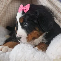 HANNAH, a female Bernese Mountain Dog for sale in Baltic, OH – Photo 10 of 10