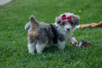 NANCY, a female Pembroke Welsh Corgi and Poodle - Miniature  for sale in Baltic, OH – 9 of 10