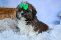 RUSTY, a male Shih Tzu for sale in Baltic, OH – 3 of 10