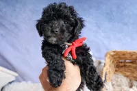 NOEL, a male Bichpoo for sale in Baltic, OH – 2 of 10